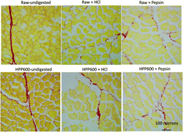 Graphical abstract: High pressure processing of meat: effects on ultrastructure and protein digestibility
