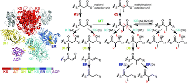 Graphical abstract: Stereocontrol within polyketide assembly lines