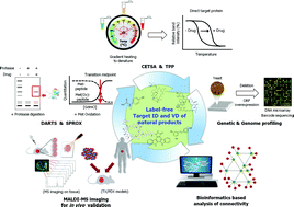 Graphical abstract: Advances in identification and validation of protein targets of natural products without chemical modification