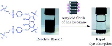 Graphical abstract: Amyloid fibrils as rapid and efficient nano-biosorbents for removal of dye pollutants