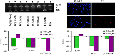 Graphical abstract: DNA damaging, cell cytotoxicity and serum albumin binding efficacy of the rutin–Cu(ii) complex