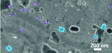 Graphical abstract: Temperature-induced transformation of electrochemically formed hydrous RuO2 layers over Ru(0001) model electrodes