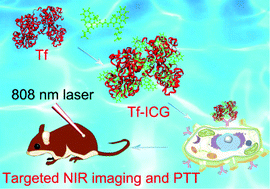 Graphical abstract: Green and facile synthesis of a theranostic nanoprobe with intrinsic biosafety and targeting abilities