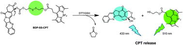 Graphical abstract: Reduction-responsive fluorescence off–on BODIPY–camptothecin conjugates for self-reporting drug release