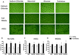 Graphical abstract: Development of a cell delivery system using alginate microbeads for tissue regeneration