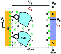 Graphical abstract: Dynamic monitoring of transmembrane potential changes: a study of ion channels using an electrical double layer-gated FET biosensor