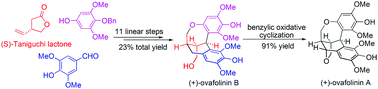 Graphical abstract: Asymmetric total synthesis of (+)-ovafolinins A and B