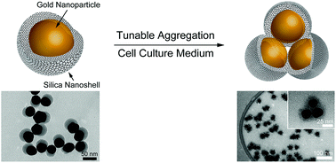 Graphical abstract: Tunable aggregation of gold-silica janus nanoparticles to enable contrast-enhanced multiwavelength photoacoustic imaging in vivo