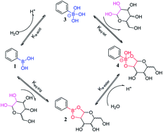 Graphical abstract: Recent development of boronic acid-based fluorescent sensors