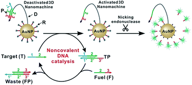 Graphical abstract: Simulation-guided engineering of an enzyme-powered three dimensional DNA nanomachine for discriminating single nucleotide variants