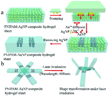 Graphical abstract: A shape-shifting composite hydrogel sheet with spatially patterned plasmonic nanoparticles