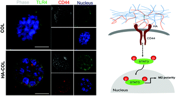 Graphical abstract: Hyaluronic acid-based extracellular matrix triggers spontaneous M2-like polarity of monocyte/macrophage