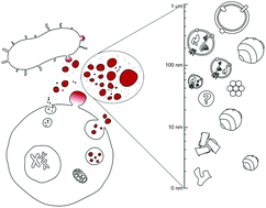 Graphical abstract: The nanostructured secretome