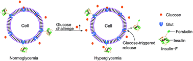 Graphical abstract: A forskolin-conjugated insulin analog targeting endogenous glucose-transporter for glucose-responsive insulin delivery