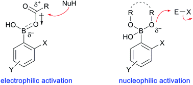 Graphical abstract: Boronic acid catalysis