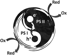 Graphical abstract: Latest progress in constructing solid-state Z scheme photocatalysts for water splitting