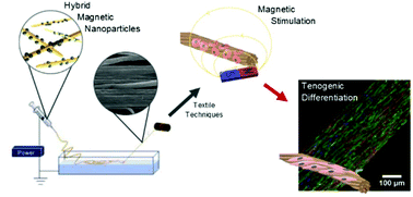 Graphical abstract: Magneto-mechanical actuation of magnetic responsive fibrous scaffolds boosts tenogenesis of human adipose stem cells