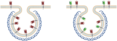 Graphical abstract: Molecular thermodynamics of receptor competition for endocytic uptake