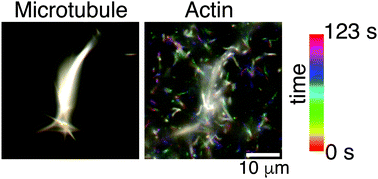 Graphical abstract: Actin and microtubule crosslinkers tune mobility and control co-localization in a composite cytoskeletal network