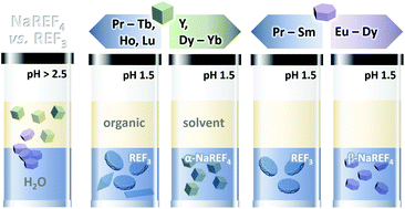 Graphical abstract: Water dispersible ligand-free rare earth fluoride nanoparticles: water transfer versus NaREF4-to-REF3 phase transformation