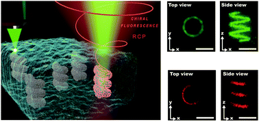 Graphical abstract: Great chiral fluorescence from the optical duality of silver nanostructures enabled by 3D laser printing