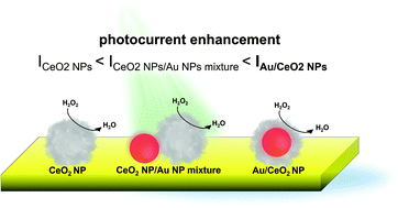 Graphical abstract: Introducing visible-light sensitivity into photocatalytic CeO2 nanoparticles by hybrid particle preparation exploiting plasmonic properties of gold: enhanced photoelectrocatalysis exemplified for hydrogen peroxide sensing