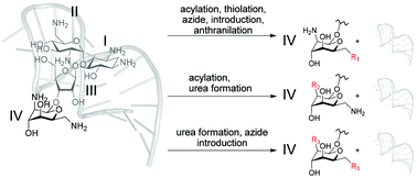 Graphical abstract: Aptamer protective groups tolerate different reagents and reactions for regioselective modification of neomycin B