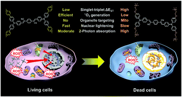 Graphical abstract: Multicationic AIEgens for unimolecular photodynamic theranostics and two-photon fluorescence bioimaging