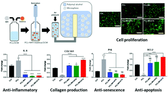 Graphical abstract: Bioactive PCL microspheres with enhanced biocompatibility and collagen production for functional hyaluronic acid dermal fillers