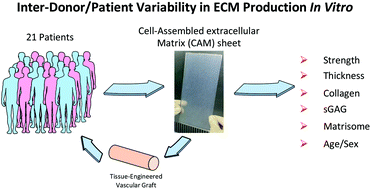 Graphical abstract: Inter-donor variability of extracellular matrix production in long-term cultures of human fibroblasts