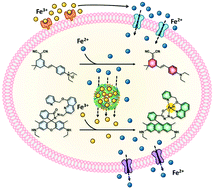 Graphical abstract: Metabolic iron detection through divalent metal transporter 1 and ferroportin mediated cocktail fluorogenic probes