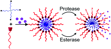 Graphical abstract: Biodegradable supramolecular micelles via host–guest interaction of cyclodextrin-terminated polypeptides and adamantane-terminated polycaprolactones