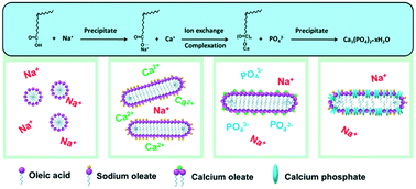 Graphical abstract: Facile synthesis of ultralong hydroxyapatite nanowires using wormlike micelles as soft templates