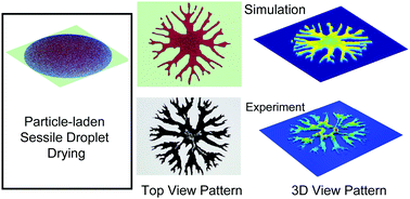 Graphical abstract: Dendritic nanoparticle self-assembly from drying a sessile nanofluid droplet