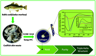 Graphical abstract: Uncovering the potential of aqueous solutions of deep eutectic solvents on the extraction and purification of collagen type I from Atlantic codfish (Gadus morhua)