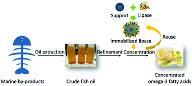 Graphical abstract: Recent progress on immobilization technology in enzymatic conversion of marine by-products to concentrated omega-3 fatty acids