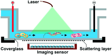 Graphical abstract: Optofluidic ptychography on a chip
