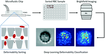 Graphical abstract: Assessing red blood cell deformability from microscopy images using deep learning