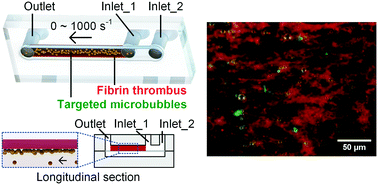 Graphical abstract: Binding properties of flowing fibrin-targeted microbubbles evaluated with a thrombus-embedded microchannel