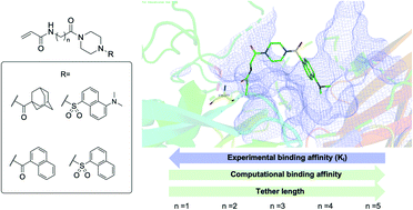 Graphical abstract: Structure–activity relationships of hydrophobic alkyl acrylamides as tissue transglutaminase inhibitors