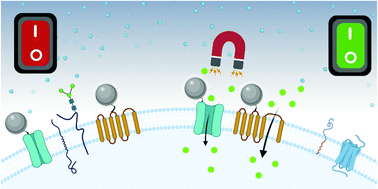 Graphical abstract: Magnetogenetics: remote activation of cellular functions triggered by magnetic switches