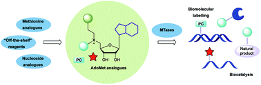 Graphical abstract: Harnessing methylation and AdoMet-utilising enzymes for selective modification in cascade reactions