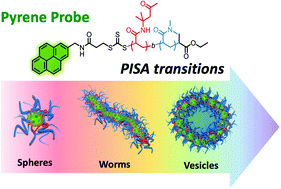 Graphical abstract: In situ monitoring of PISA morphologies