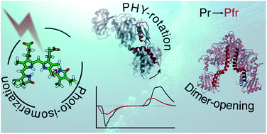 Graphical abstract: The structural changes in the signaling mechanism of bacteriophytochromes in solution revealed by a multiscale computational investigation