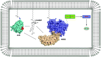 Graphical abstract: Membrane targeting enhances muramyl dipeptide binding to NOD2 and Arf6–GTPase in mammalian cells