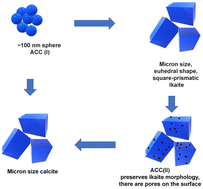 Graphical abstract: Insights into the amorphous calcium carbonate (ACC) → ikaite → calcite transformations