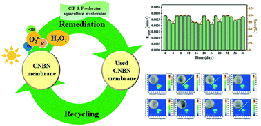 Graphical abstract: Photocatalytic degradation of ciprofloxacin in freshwater aquaculture wastewater by a CNBN membrane: mechanism, antibacterial activity, and cyclability