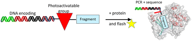 Graphical abstract: PAC-FragmentDEL – photoactivated covalent capture of DNA-encoded fragments for hit discovery