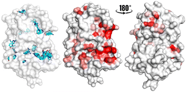Graphical abstract: Fragment screening libraries for the identification of protein hot spots and their minimal binding pharmacophores