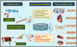 Graphical abstract: Recombinant and genetic code expanded collagen-like protein as a tailorable biomaterial